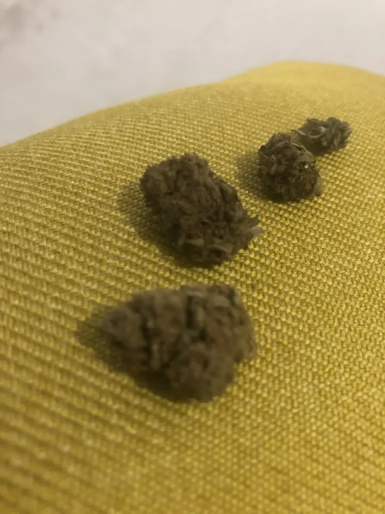 PETITS BOURGEONS | BOURGEONS CBD - reseña de Hota_EmeEse
