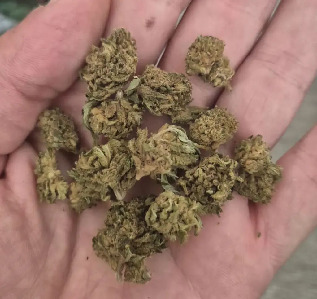 PETITS BOURGEONS | BOURGEONS CBD - reseña de Aitzol I