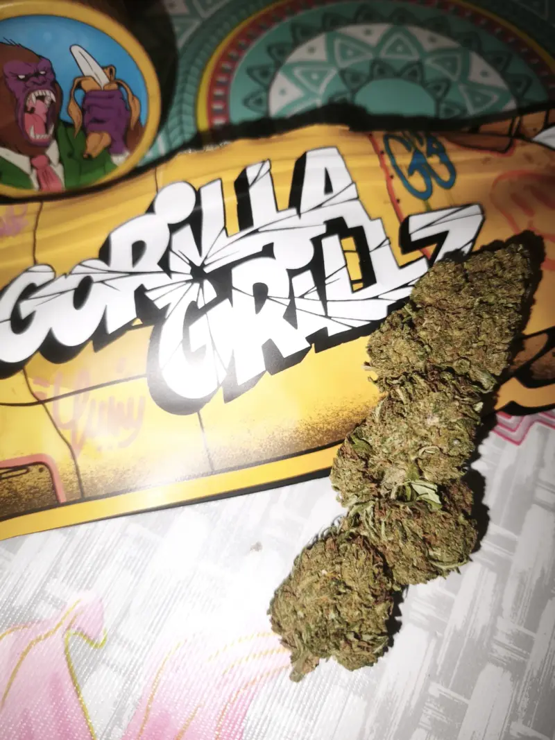 ORANGE COOKIES CBD | CBD BLUMEN OUTDOOR - reseña de el_templo_de_shiva