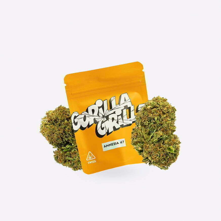 amnesia 47