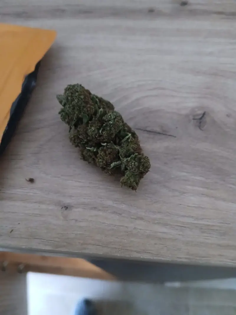 LEMON HAZE CBD | OUTDOOR CBD BLUMEN - reseña de manzanomarquezr