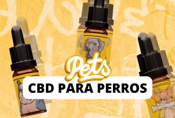 Home, Gorilla Grillz - CBD de máxima calidad - Comprar CBD online