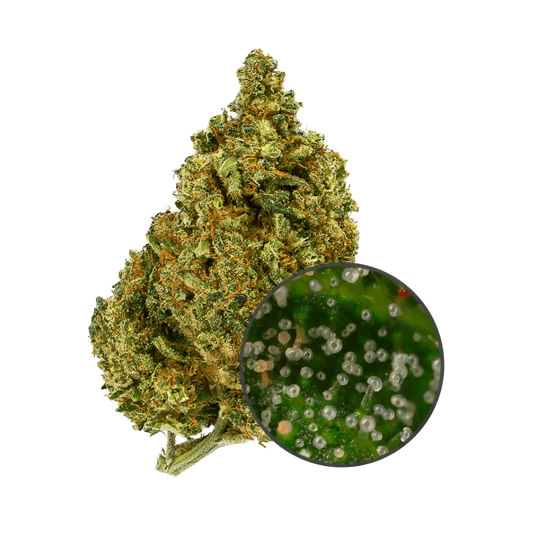 Cuál es el mejor CBD 2 tricomas