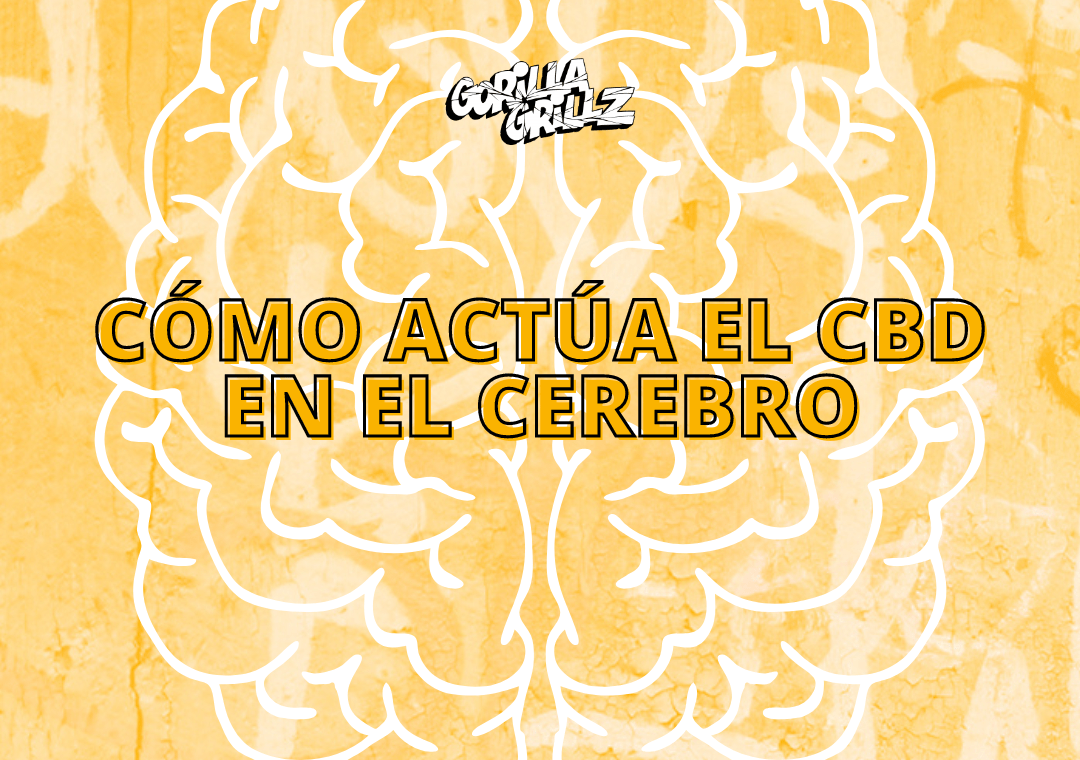 cómo actúa el CBD en el cerebro