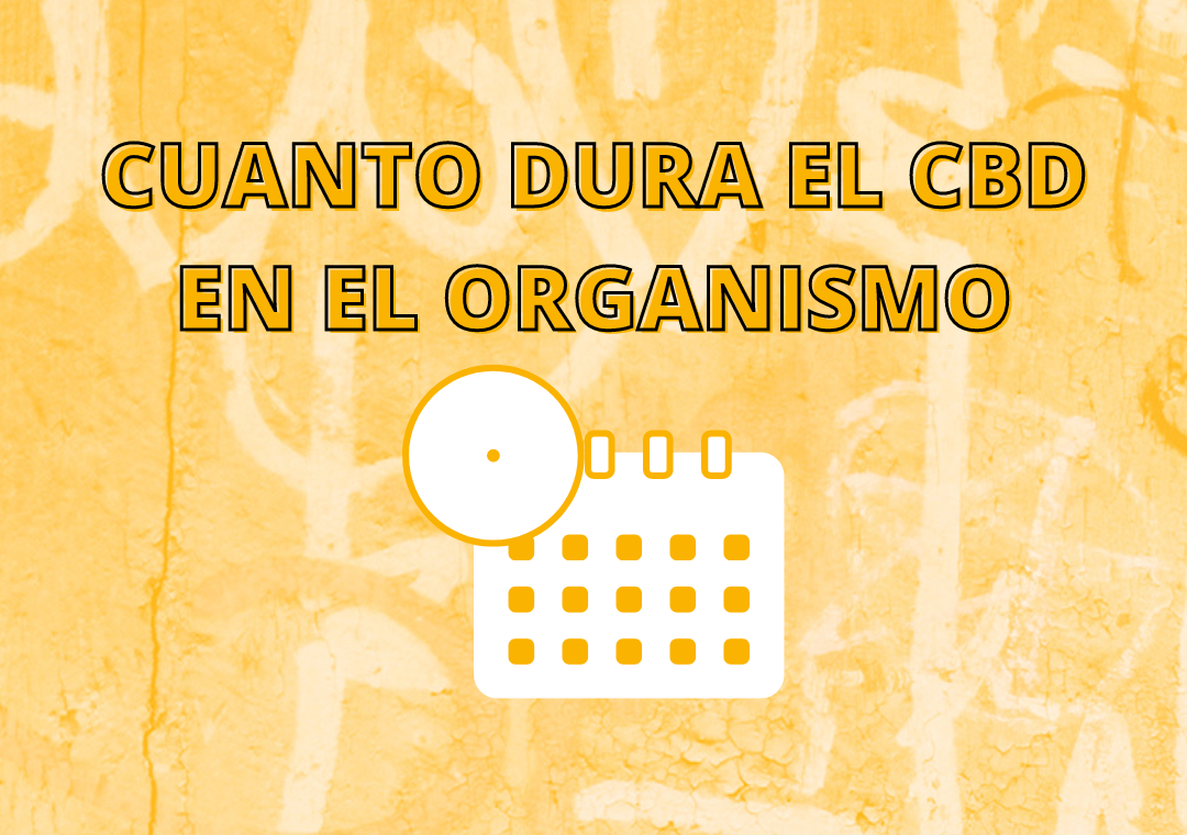 cuanto dura el CBD en el organismo