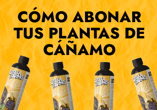 COMO ABONAR TUS PLANTAS DE CANAMO 1