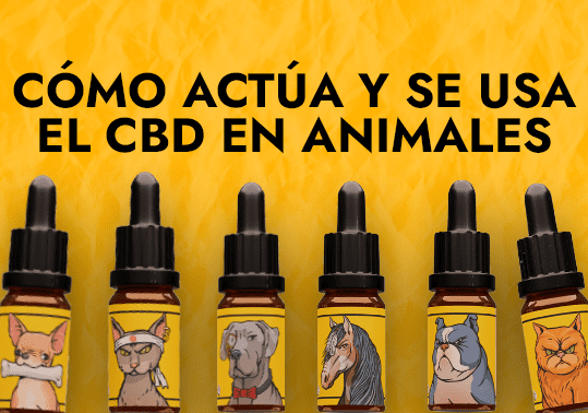Cómo actúa y se usa el CBD en animales 1 como actua y se usa el cbd en animales 1
