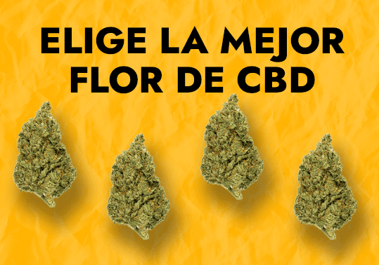 ¿Cómo elegir las flores de CBD? 1 elige la mejor flor de cbd 1