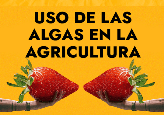 Uso de las algas en la agricultura 1 uso de las algas en la agricultura 1 1