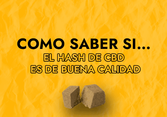 COMO SABER SI EL HASH DE CBD ES DE BUENA CALIDAD (1)