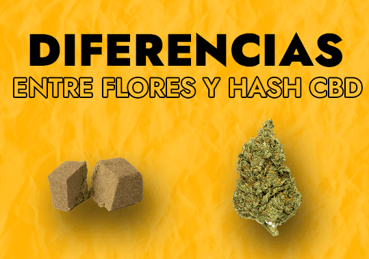 Diferencia entre hachís CBD y cogollos CBD 1 DIFERENCIAS ENTRE HASH CBD Y FLORES CBD 1