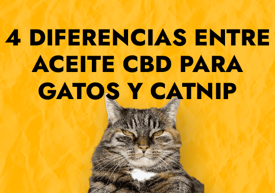 diferecnais entre aceite cbd gatos y catnip