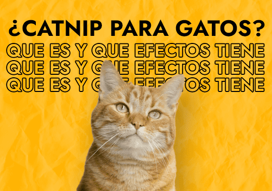 catnip para gatos