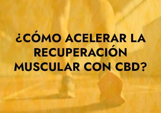 CBD para la recuperación muscular 1 cbd para recuperacion muscular