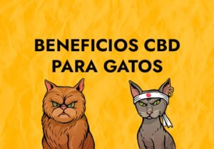 beneficios cbd para gatos