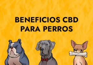 beneficios cbd para perros