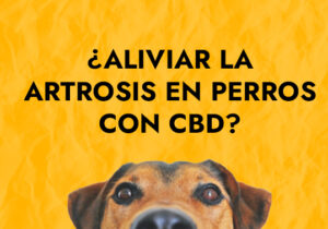 liviar la artrosis en perros con cbd