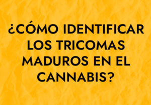 ¿Cómo identificar los tricomas maduros en el cannabis?