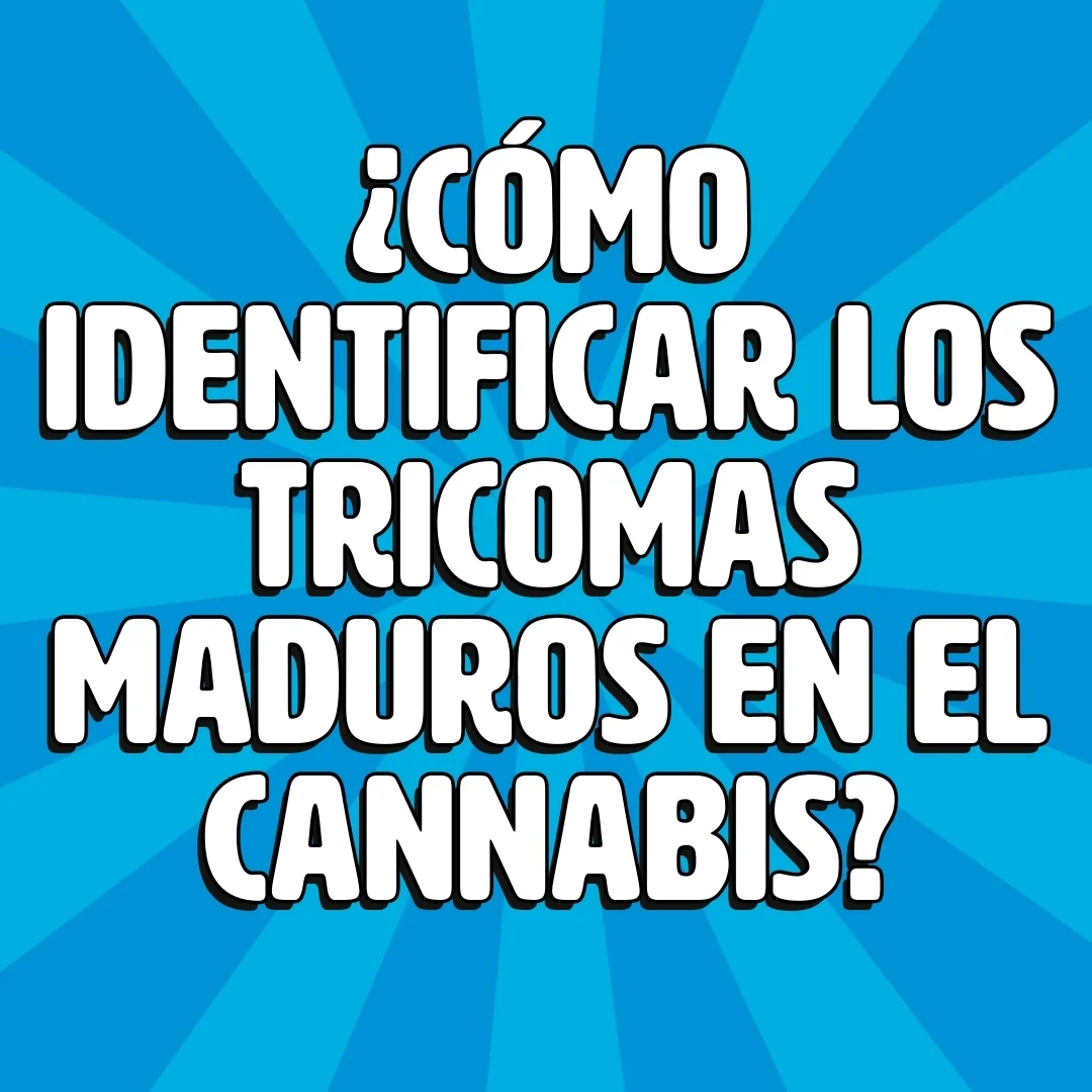 Wie erkennt man reife Trichome in Cannabis?