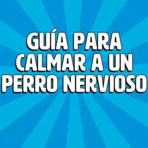 guia para calmar a un perro nervioso 1