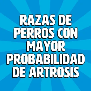 razas de perros con mayor probabibilidad de artrosis 1