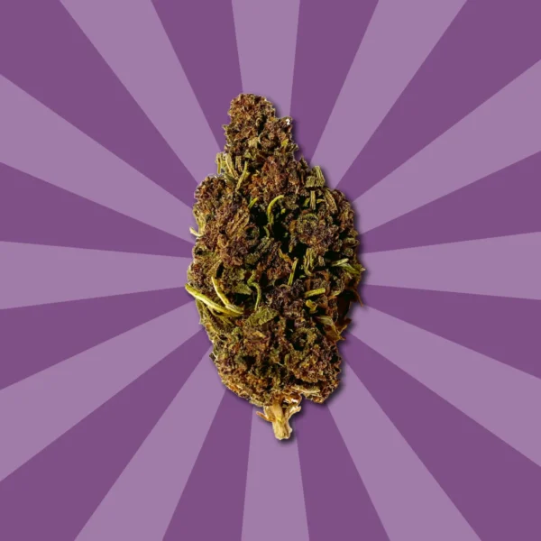 ULTRA PURPLE ED. BEGRENZT – Bild 4