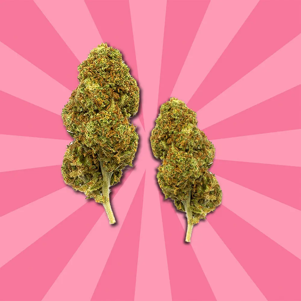Cogollos blue cheese cbd