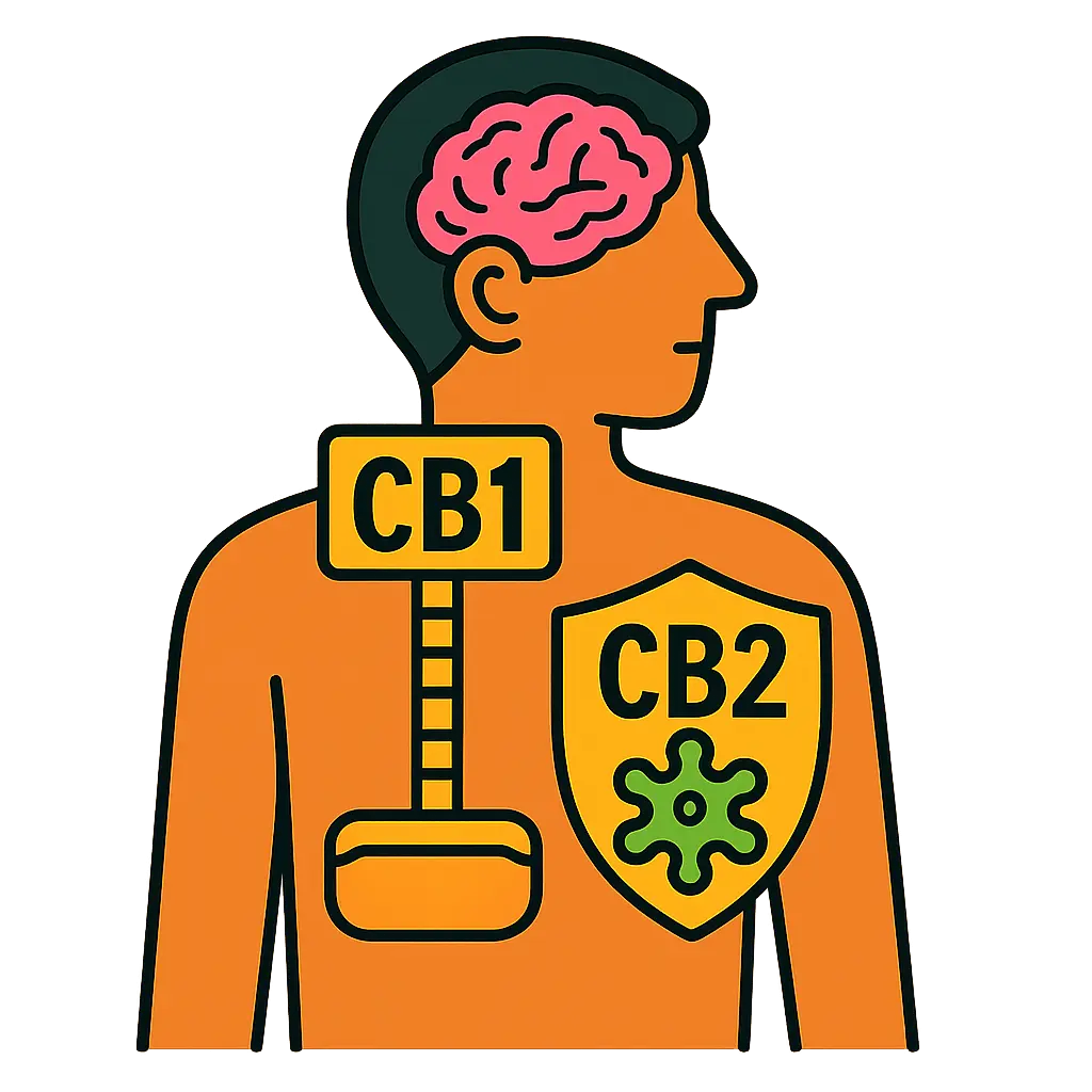 ¿Cuánto dura el CBD en el cuerpo? - Guía CBD 3 Receptores