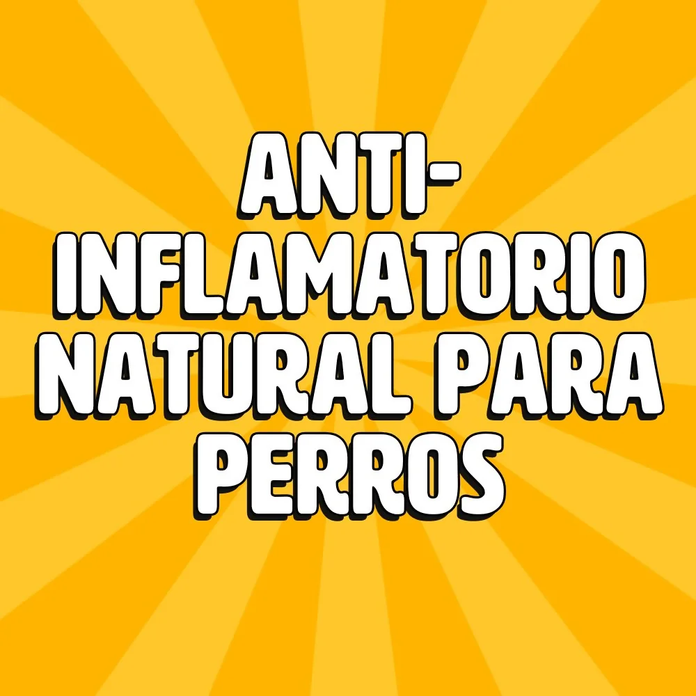 antiinflamatorio natural para perros