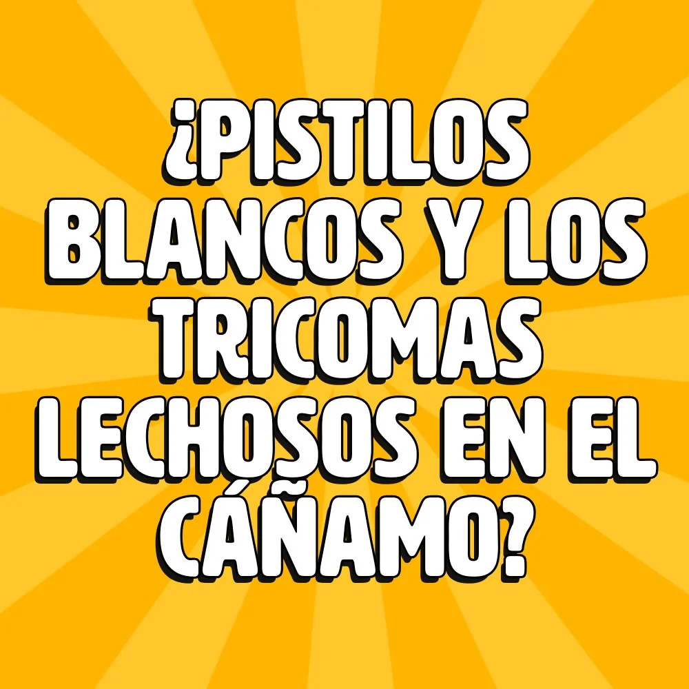 HOME 30 pistilos blancos y los tricoma lechosos en el canamo