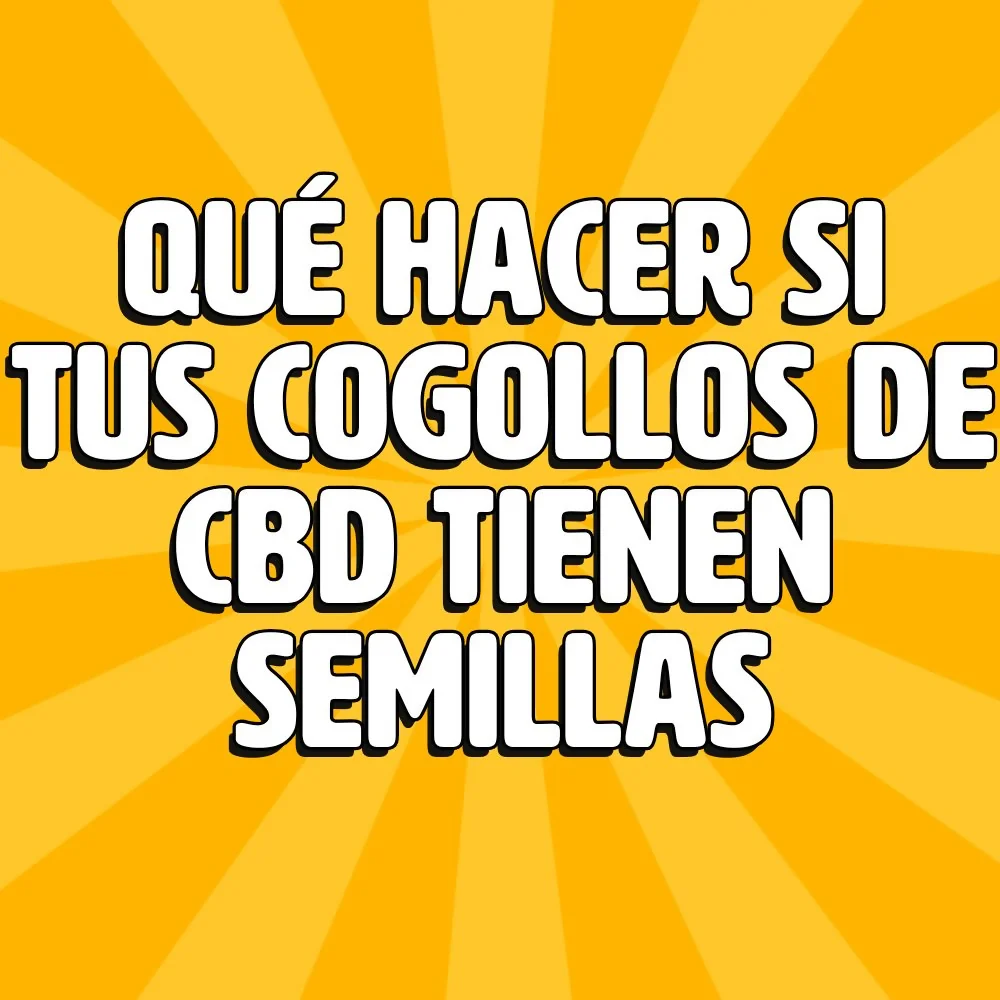 HOME 30 que hacer si tus cogollos de cbd tienen semillas