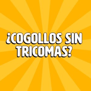 CBD Barato 142 cogollos sin tricomas
