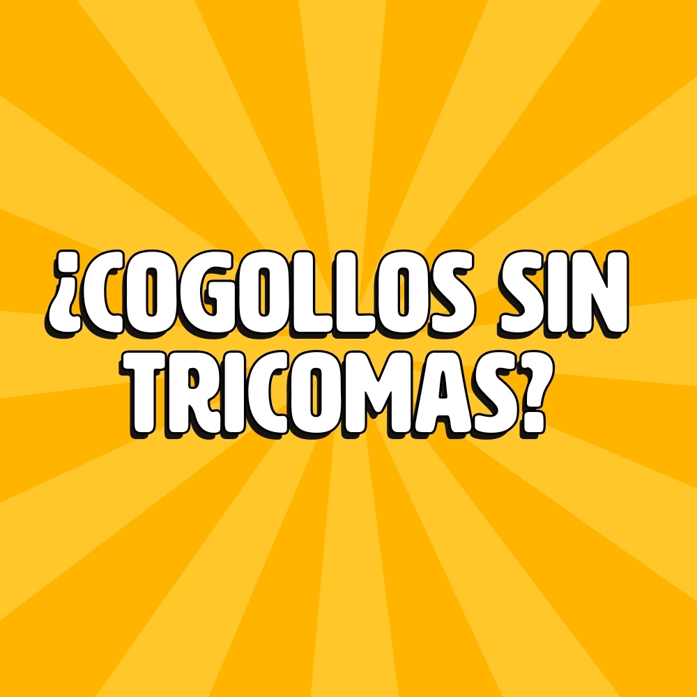 cogollos sin tricomas